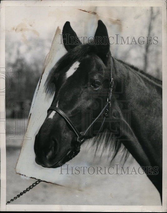 1936 Press Photo Ruth M. Mac, top-flight Hambletonian filly - net25755- Historic Images