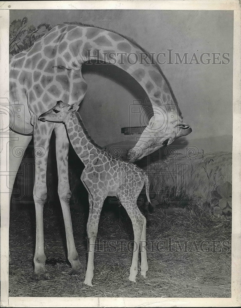1946 Press Photo Mother Giraffe Does Cleaning for Washington DC Zoo Opening