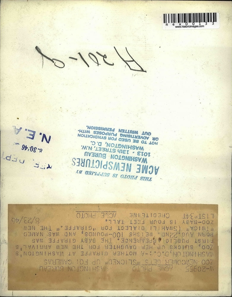 1946 Press Photo Mother Giraffe Does Cleaning for Washington DC Zoo Opening