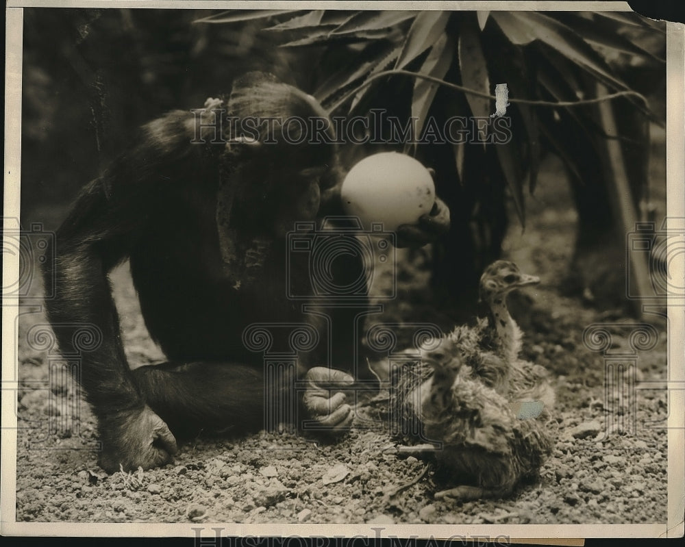 1930 Press Photo Mary the Chimpanzee at Los Angeles Ostrich Farm Looks at Egg