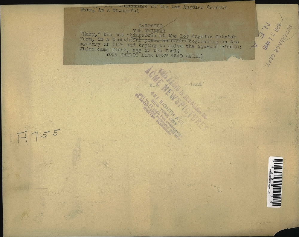 1930 Press Photo Mary the Chimpanzee at Los Angeles Ostrich Farm Looks at Egg