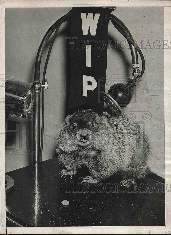1939 Press Photo Percy, Pet Ground Hog, Philadelphia Zoo, Ground Hog Day