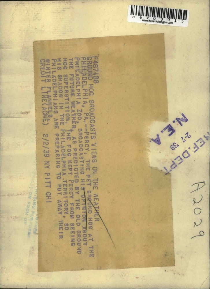 1939 Press Photo Percy, Pet Ground Hog, Philadelphia Zoo, Ground Hog Day