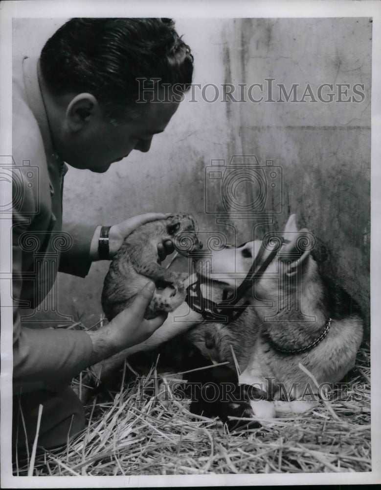 1954 Press Photo Dr. Ado Brogini Gives Baby Lion to German Shepherd to Nurse