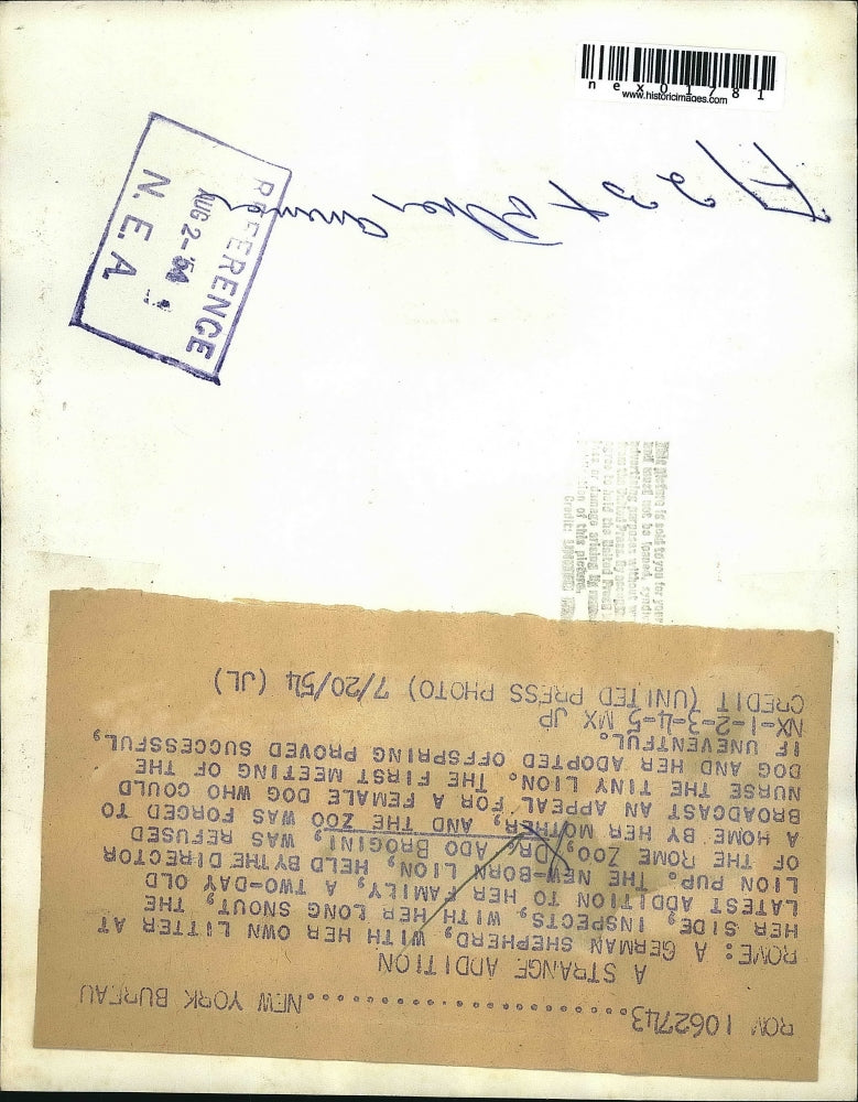 1954 Press Photo Dr. Ado Brogini Gives Baby Lion to German Shepherd to Nurse