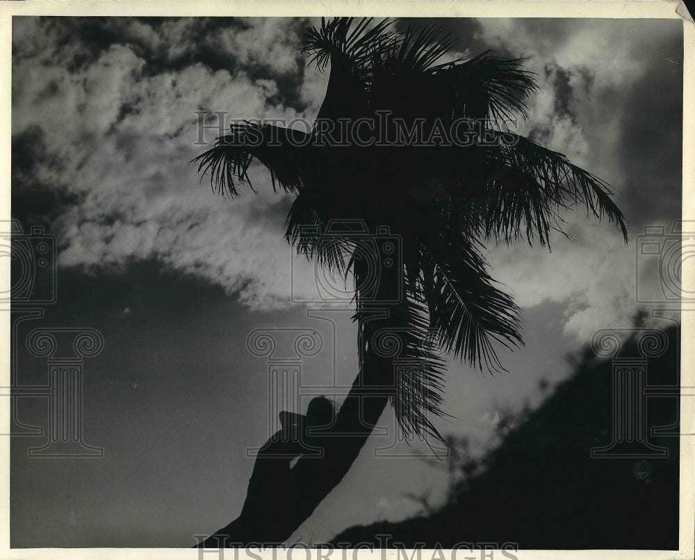 1936 Press Photo Girl Leaning on Palm Tree Miami Beach