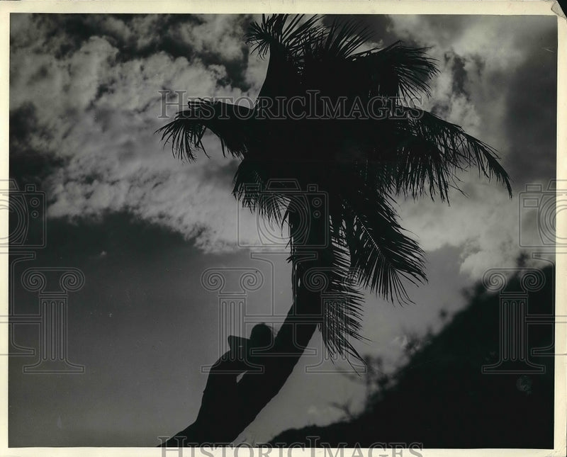 Load image into Gallery viewer, 1936 Press Photo Girl Leaning on Palm Tree Miami Beach
