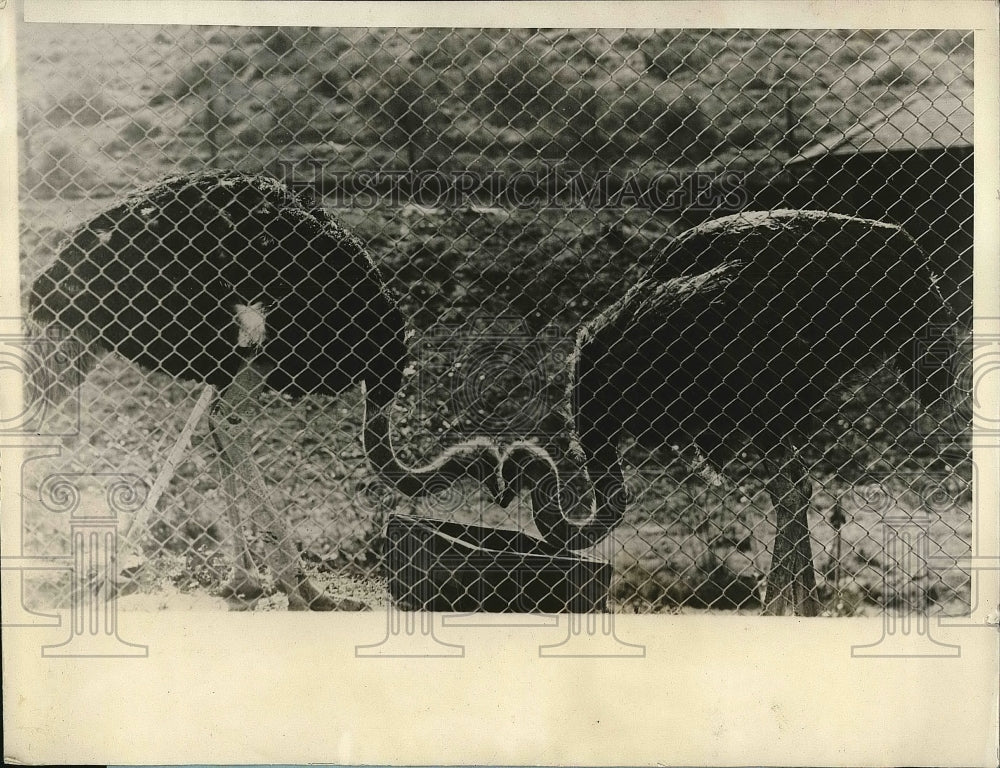 1927 Press Photo Two Young Ostriches Necking In San Diego