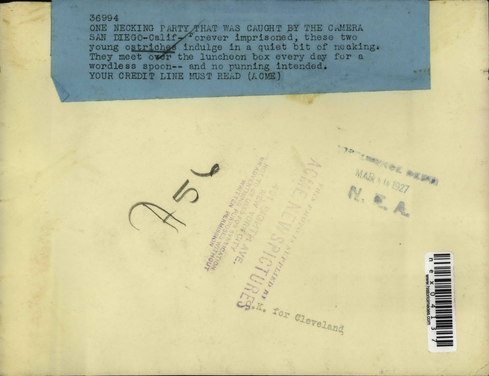 1927 Press Photo Two Young Ostriches Necking In San Diego