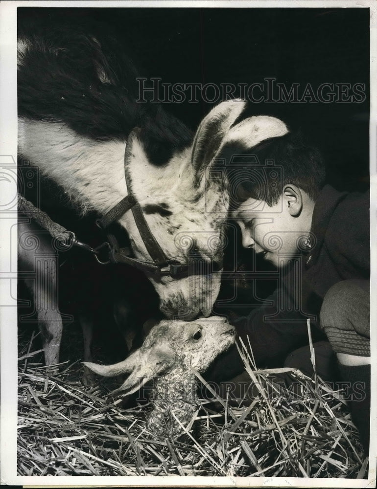 Load image into Gallery viewer, 1963 Press Photo Llama with her Baby Italian Circus - nex04285
