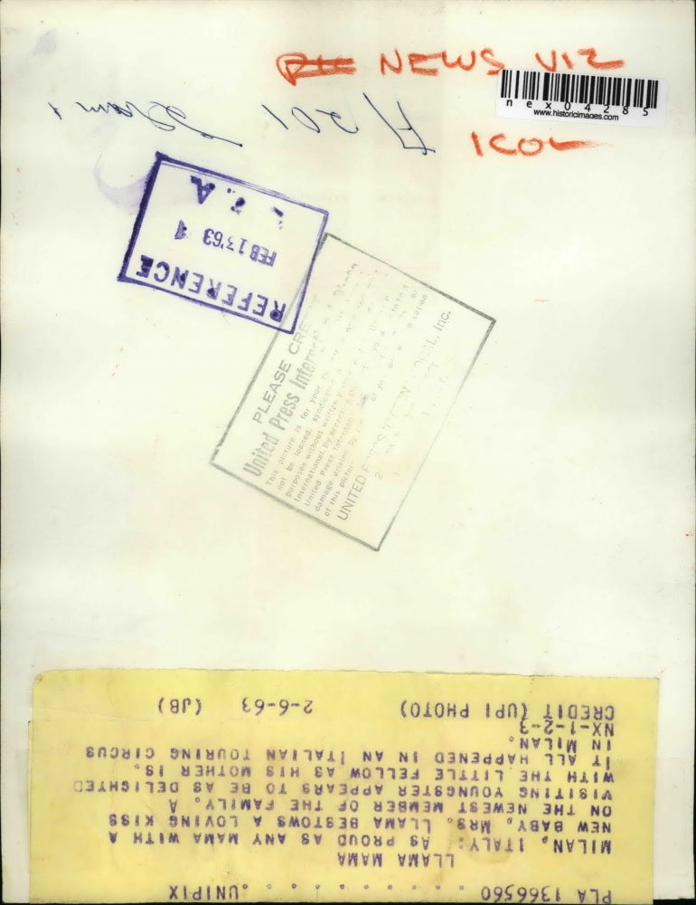 1963 Press Photo Llama with her Baby Italian Circus - nex04285