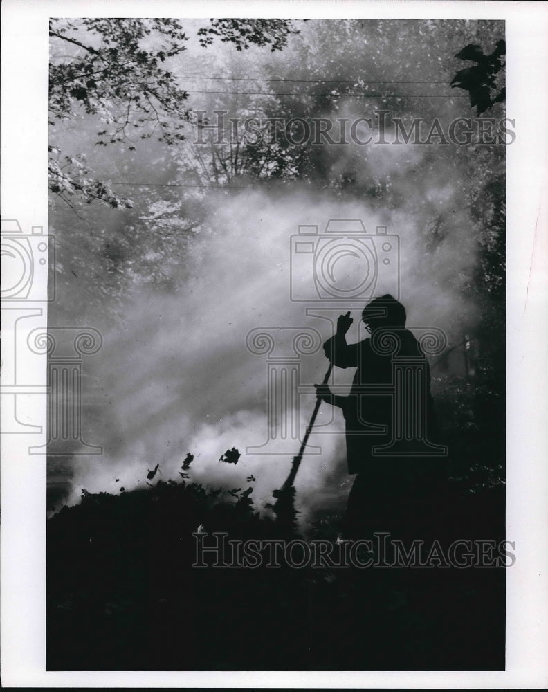 1964 Press Photo Cleaning leaves in the forest