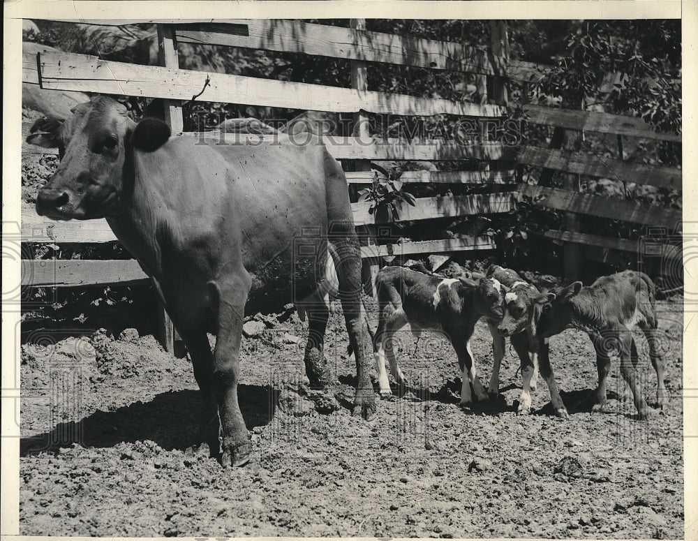 1938 Press Photo Josie the Cow Has Triplets