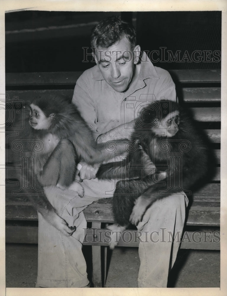 1944 Press Photo John Reagen holding Yogi and Sepoy, the male gibbons