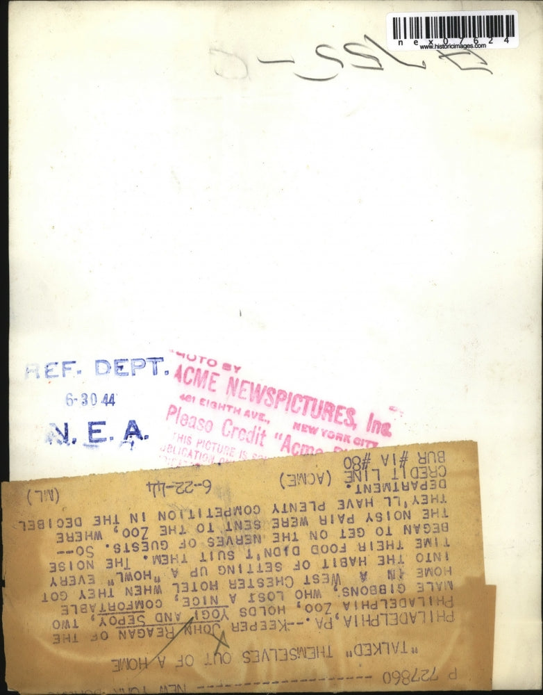 1944 Press Photo John Reagen holding Yogi and Sepoy, the male gibbons