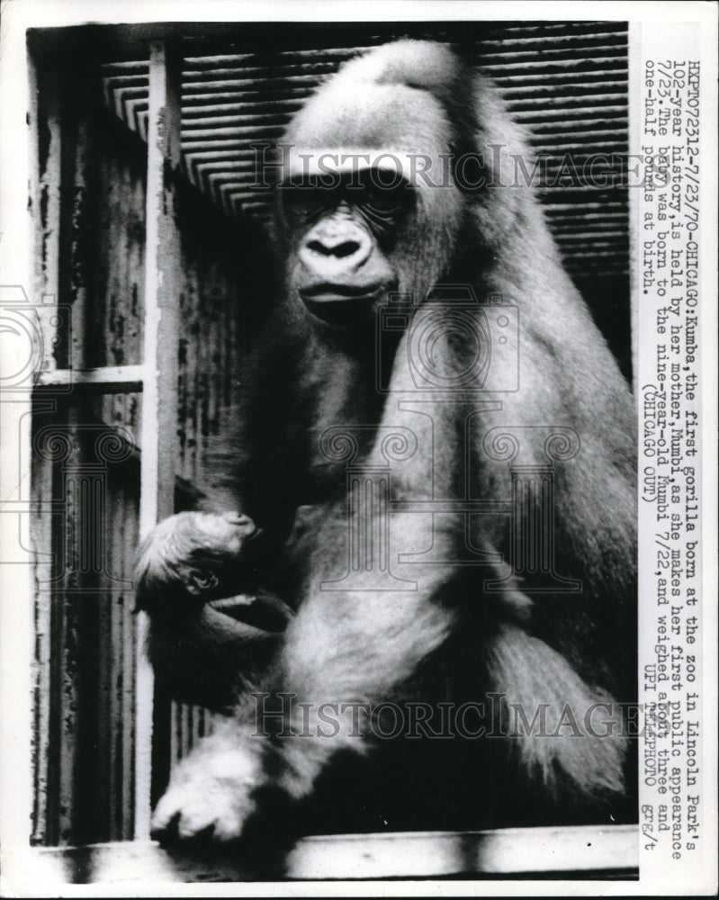 1970 Press Photo Kumba First Gorilla Born AT Lincoln Park Zoo - nex07636