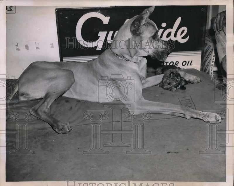 Load image into Gallery viewer, 1950 Press Photo German Shepherd Dog &amp; Kitten Guard Elmer Steve's Gas Station
