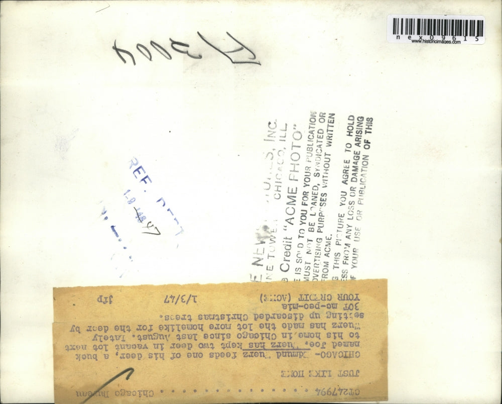 1947 Press Photo Edmund Wuerz Feeds Pet Deer Joe In Chicago Snow - nex09615