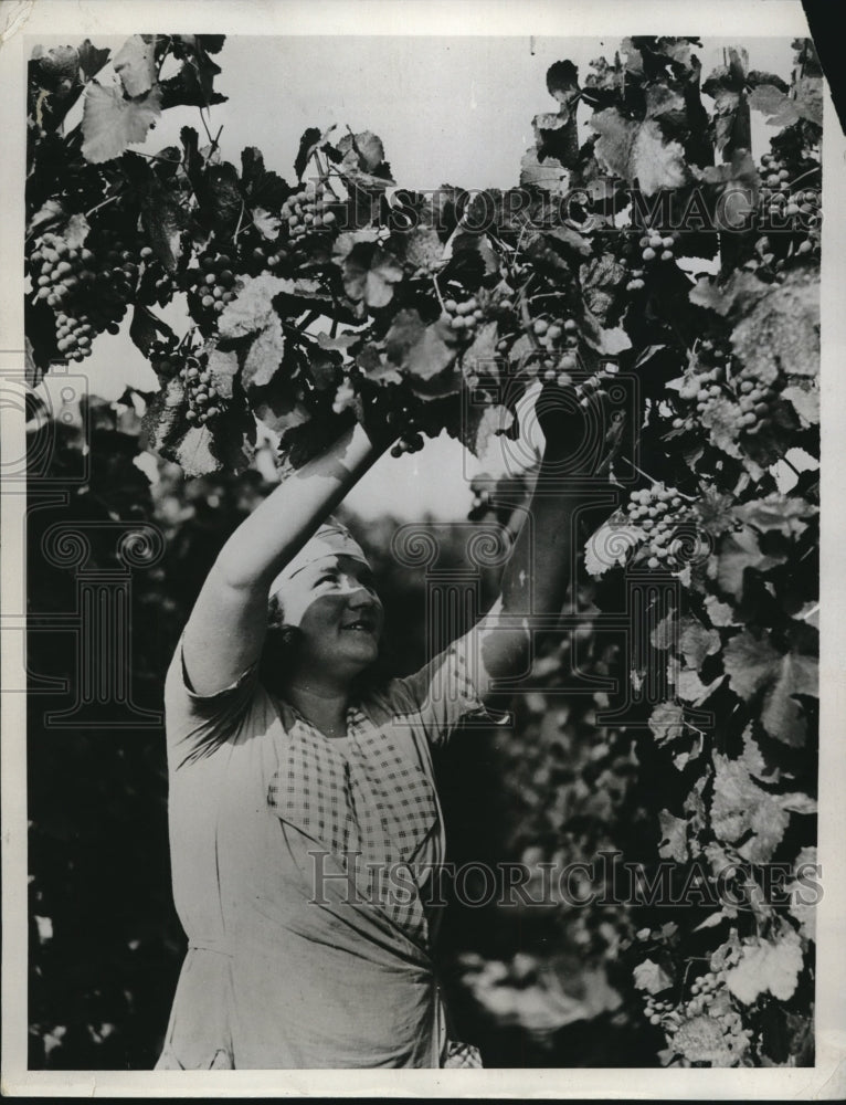 1933 Press Photo Grape Harvesting in Alsace- Historic Images