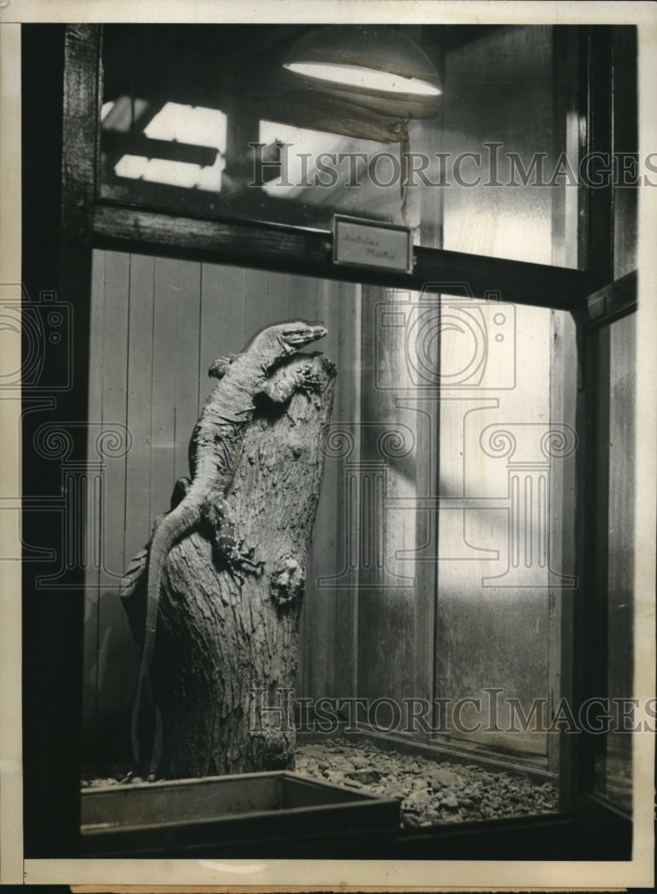1930 Press Photo Australian Monitor Gets Violet Sunray Treatment At National Zoo