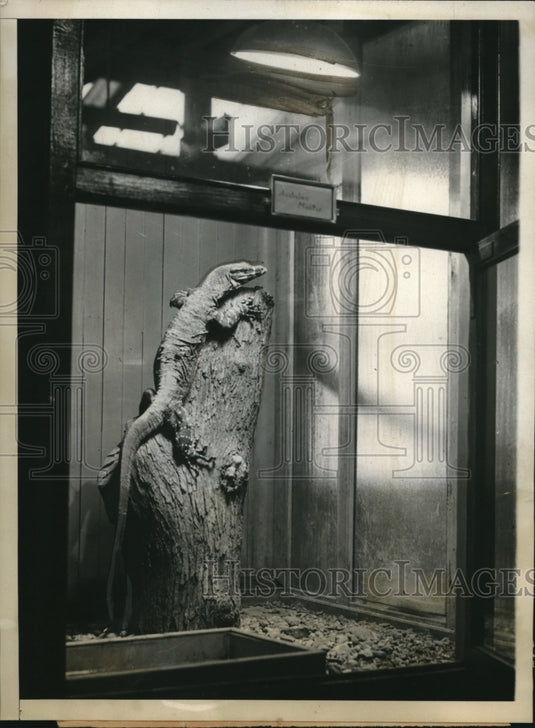 1930 Press Photo Australian Monitor Gets Violet Sunray Treatment At National Zoo