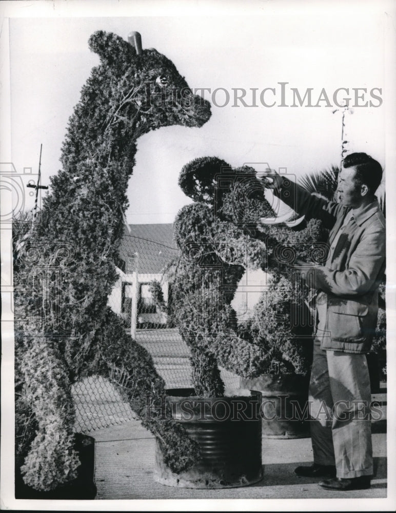1927 Press Photo Yoshio Osaki of Hawaii turns bushes into animals - nex10964