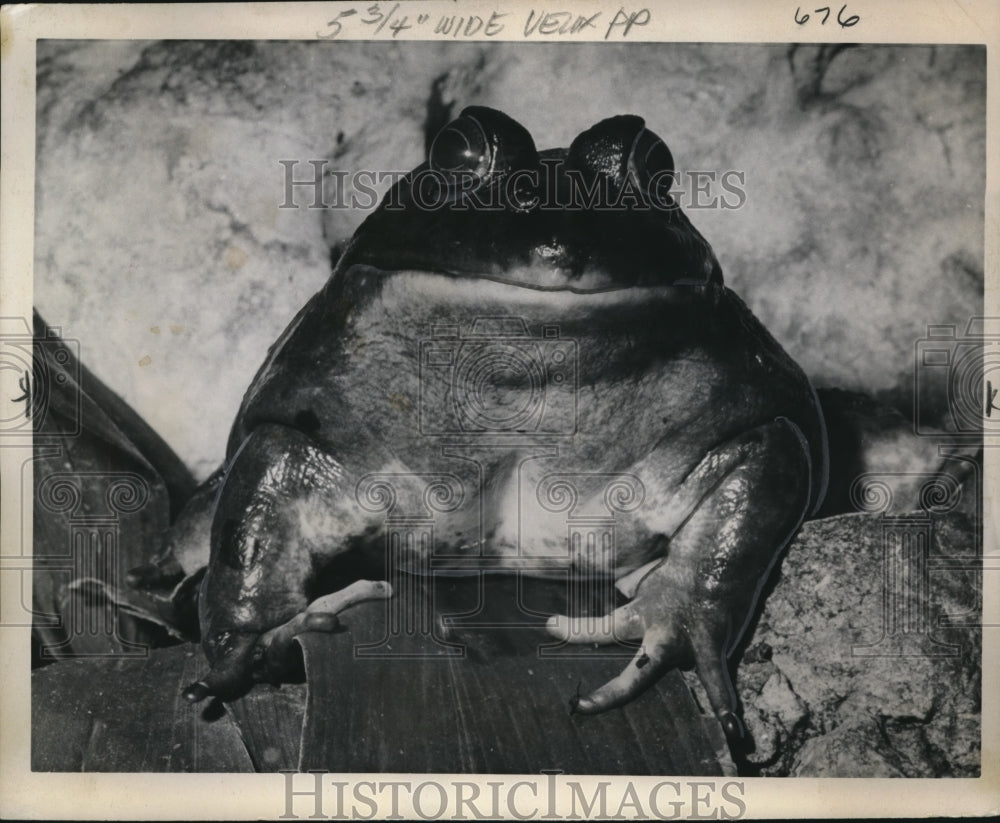 1962 Press Photo Bull frog at London Regent Park Zoo - nex11256