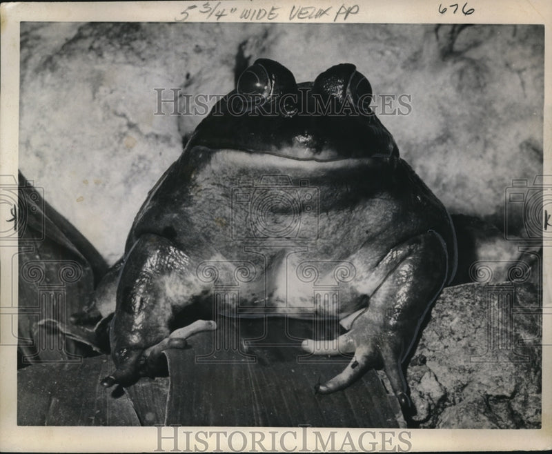 Load image into Gallery viewer, 1962 Press Photo Bull frog at London Regent Park Zoo - nex11256

