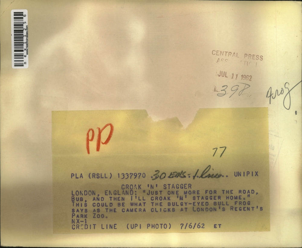 1962 Press Photo Bull frog at London Regent Park Zoo - nex11256