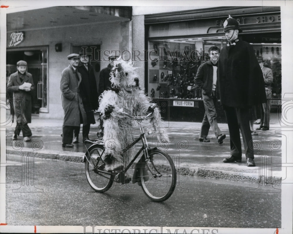 1958 Press Photo Midget Ken Baker Canine Cyclist On Way For A Drink In Plymouth