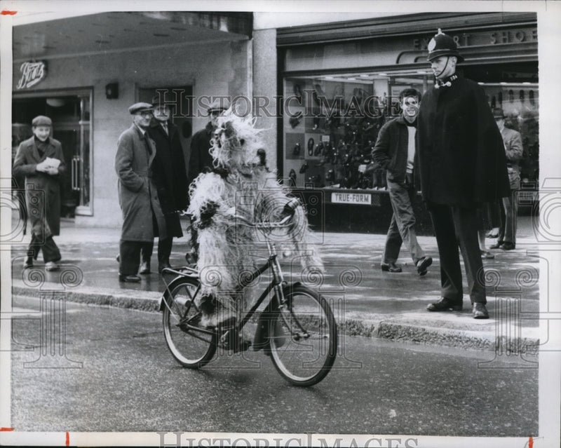 Load image into Gallery viewer, 1958 Press Photo Midget Ken Baker Canine Cyclist On Way For A Drink In Plymouth
