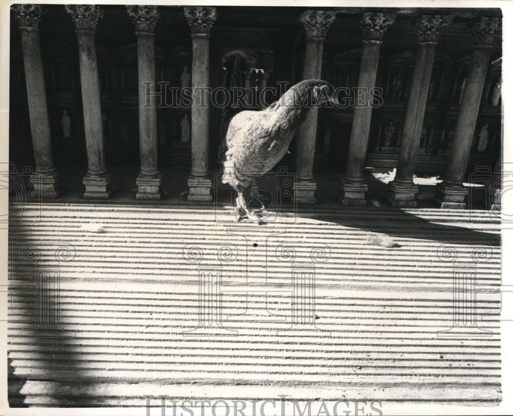 1969 Press Photo Miniature Baalback Temple By Henry Mukhaiber & Chicken