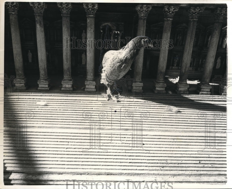 Load image into Gallery viewer, 1969 Press Photo Miniature Baalback Temple By Henry Mukhaiber &amp; Chicken
