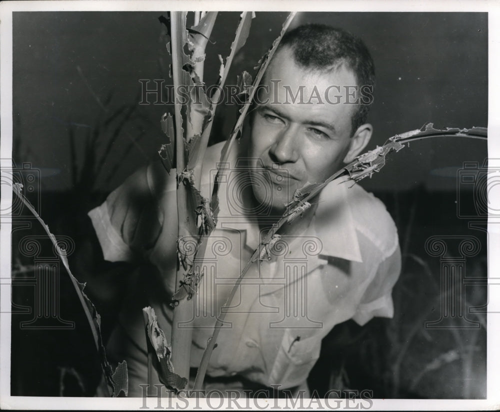 1960 Press Photo Columbia Mo Stuart Spradling examines grasshoppers on corn