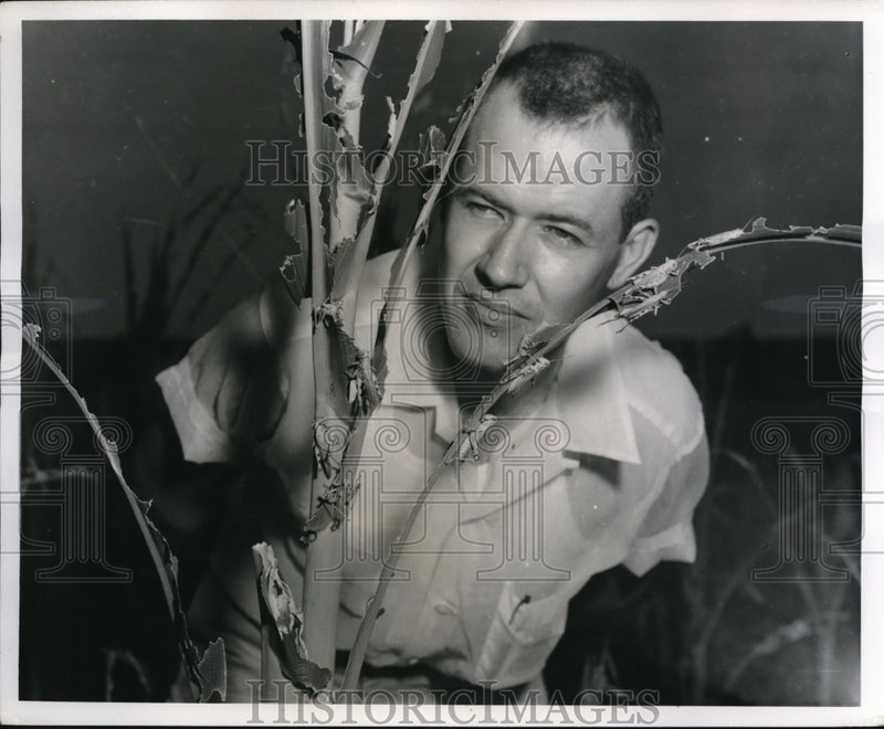 Load image into Gallery viewer, 1960 Press Photo Columbia Mo Stuart Spradling examines grasshoppers on corn
