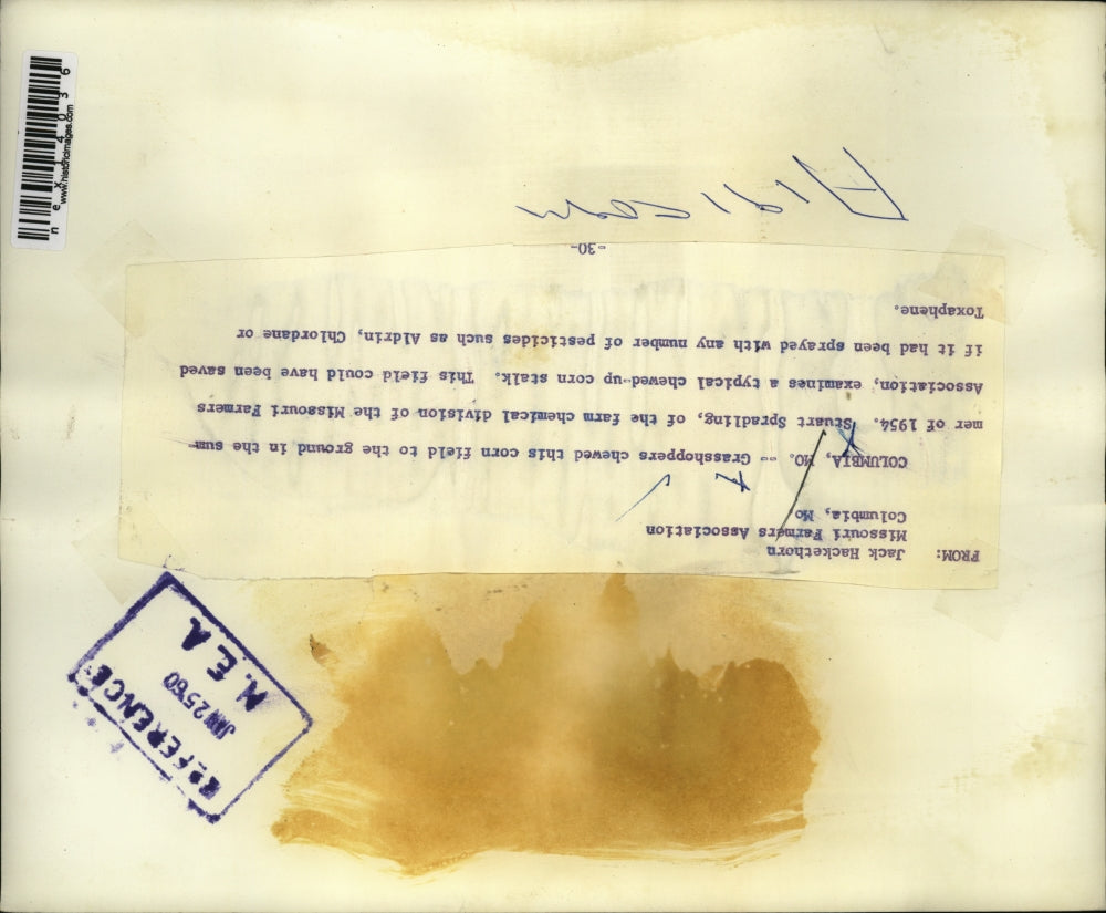 1960 Press Photo Columbia Mo Stuart Spradling examines grasshoppers on corn