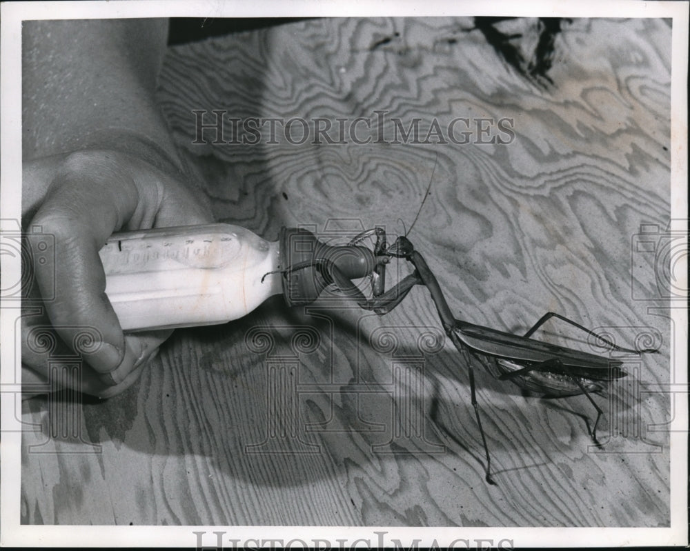 1958 Press Photo Mike Sullivan held doll's milk bottle for mantis