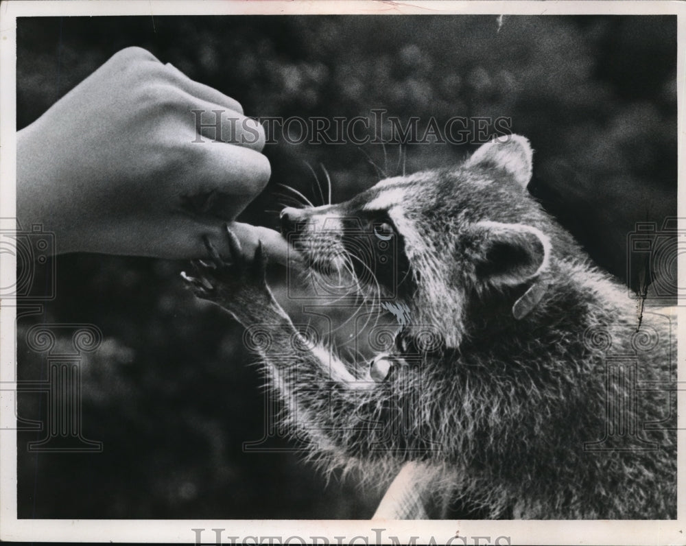 1966 Press Photo Pet Raccoon Being Fed by Hand