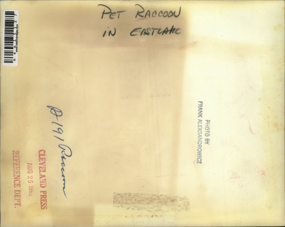 1966 Press Photo Pet Raccoon Being Fed by Hand