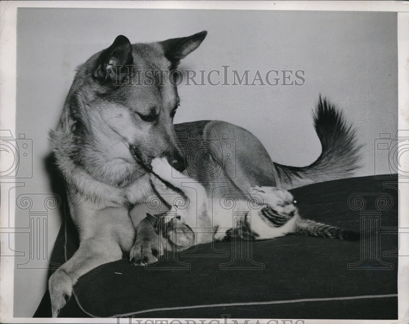 Load image into Gallery viewer, 1941 Press Photo Dog Plays with Cat - nex15222
