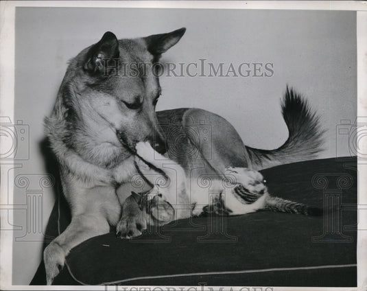 1941 Press Photo Dog Plays with Cat - nex15222