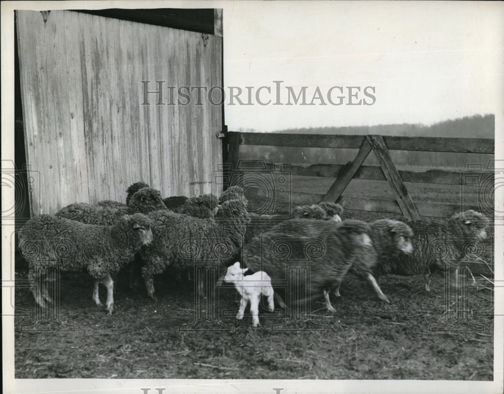 1946 Press Photo Sheep & a lamb on a farm