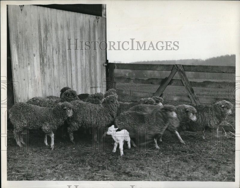 Load image into Gallery viewer, 1946 Press Photo Sheep &amp; a lamb on a farm
