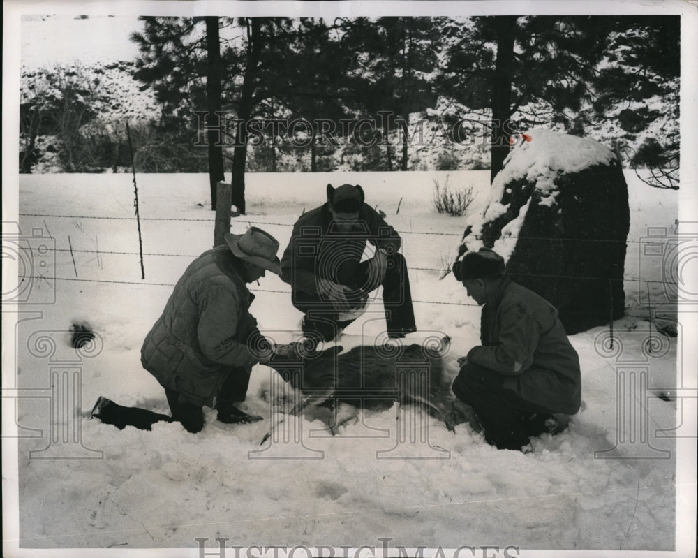 1950 Press Photo Deer Found Dead in Snow by Farmers
