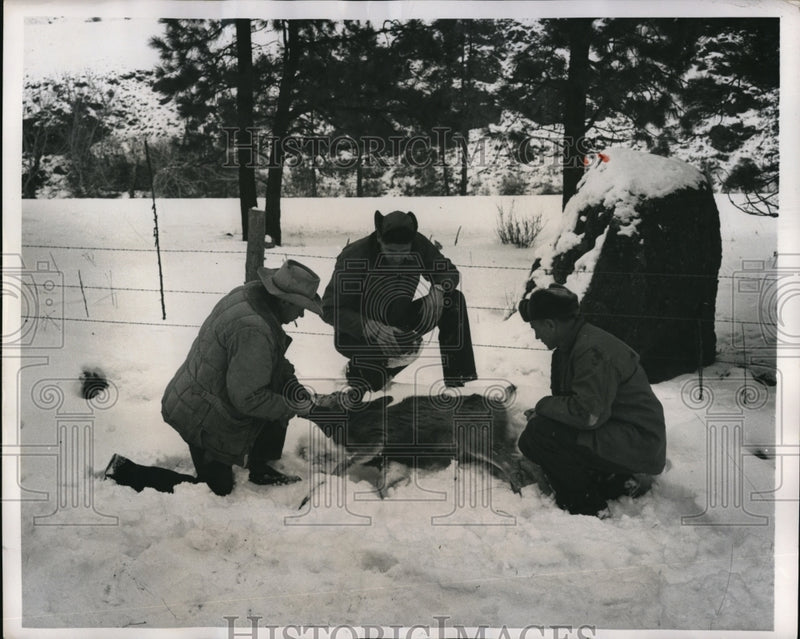 Load image into Gallery viewer, 1950 Press Photo Deer Found Dead in Snow by Farmers
