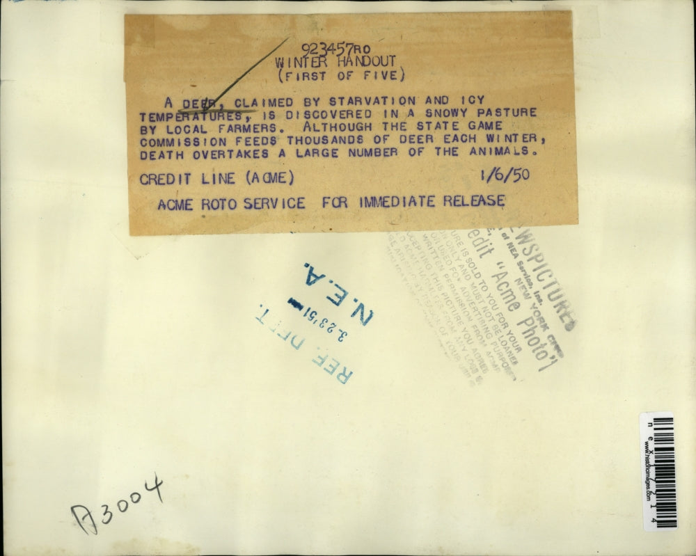 1950 Press Photo Deer Found Dead in Snow by Farmers