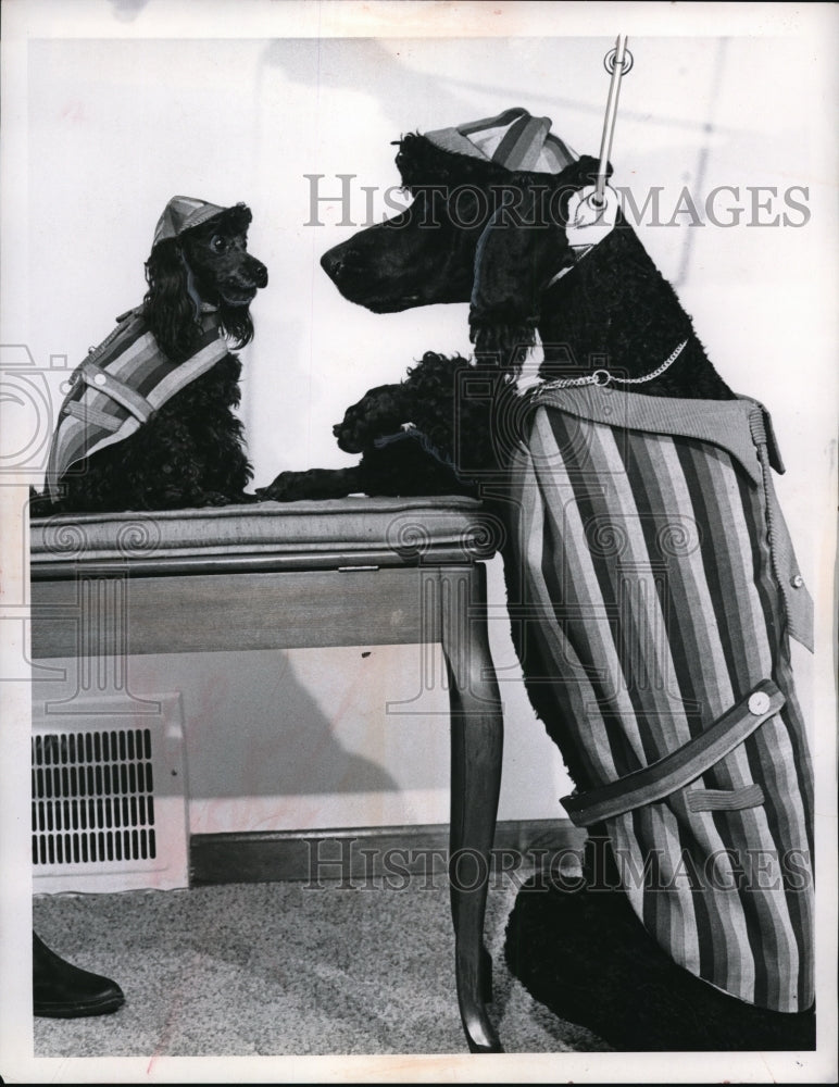 1965 Press Photo Ivy League Suite dogs Ebony & Sooty - nex17519