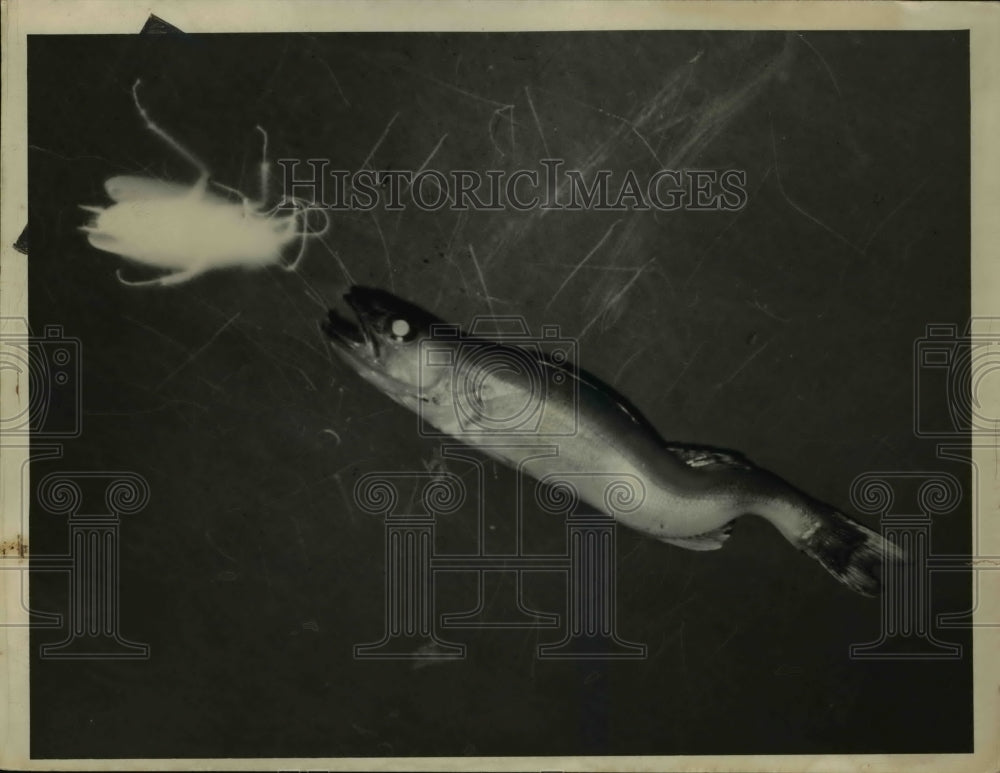 1938 Press Photo Fish in Cuyahoga River - nex17770