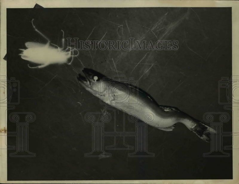 Load image into Gallery viewer, 1938 Press Photo Fish in Cuyahoga River - nex17770
