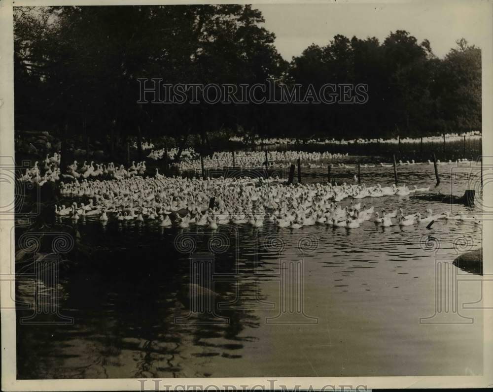 1926 Press Photo Ducks on a lake at the Weber Duck Inn in Wrentham, MA- Historic Images